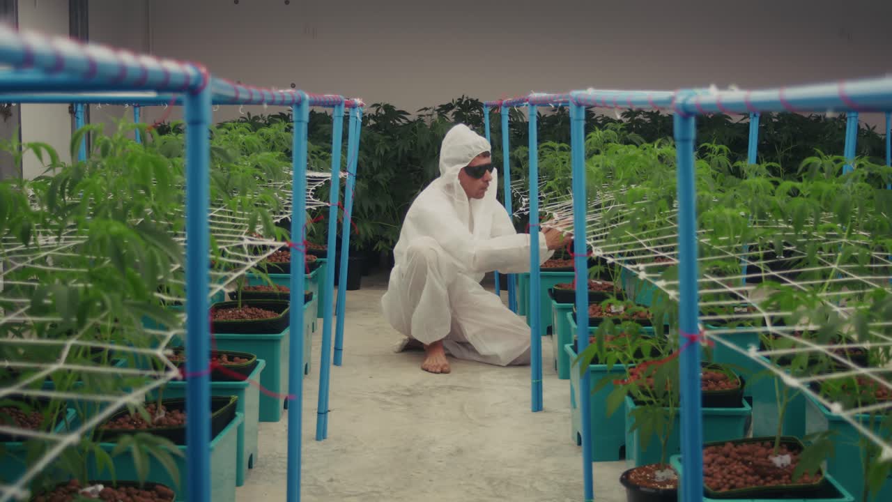 Cannabis Cultivator Examining Plants in Indoor Grow Operation