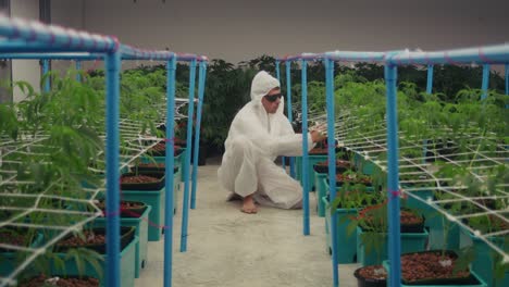 cannabis cultivator examining plants in indoor grow operation