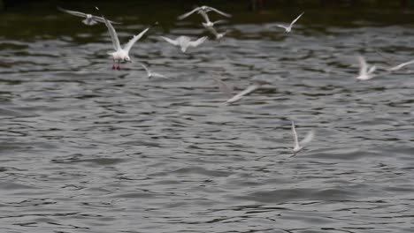 Terns-and-Gulls-Skimming-for-Food-are-migratory-seabirds-to-Thailand,-flying-around-in-circles,-taking-turns-to-skim-for-food-floating-on-the-sea-at-Bangpu-Recreational-Center-wharf