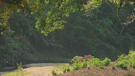 Ein-Bulle-Kommt-Heraus,-Gefolgt-Von-Anderen,-Während-Sie-Im-Sommer-Auf-Einem-Trocknenden-Bachbett-Futter-Suchen,-Tembadau-Oder-Banteng-Bos-Javanicus,-Thailand