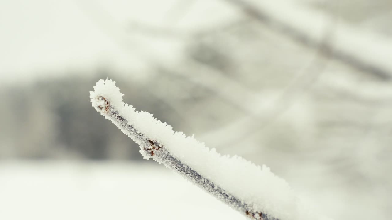 겨울 눈 덮인 서리가 내린 날에 얼어 붙은 얼음 작은 가지 나무를 닫습니다