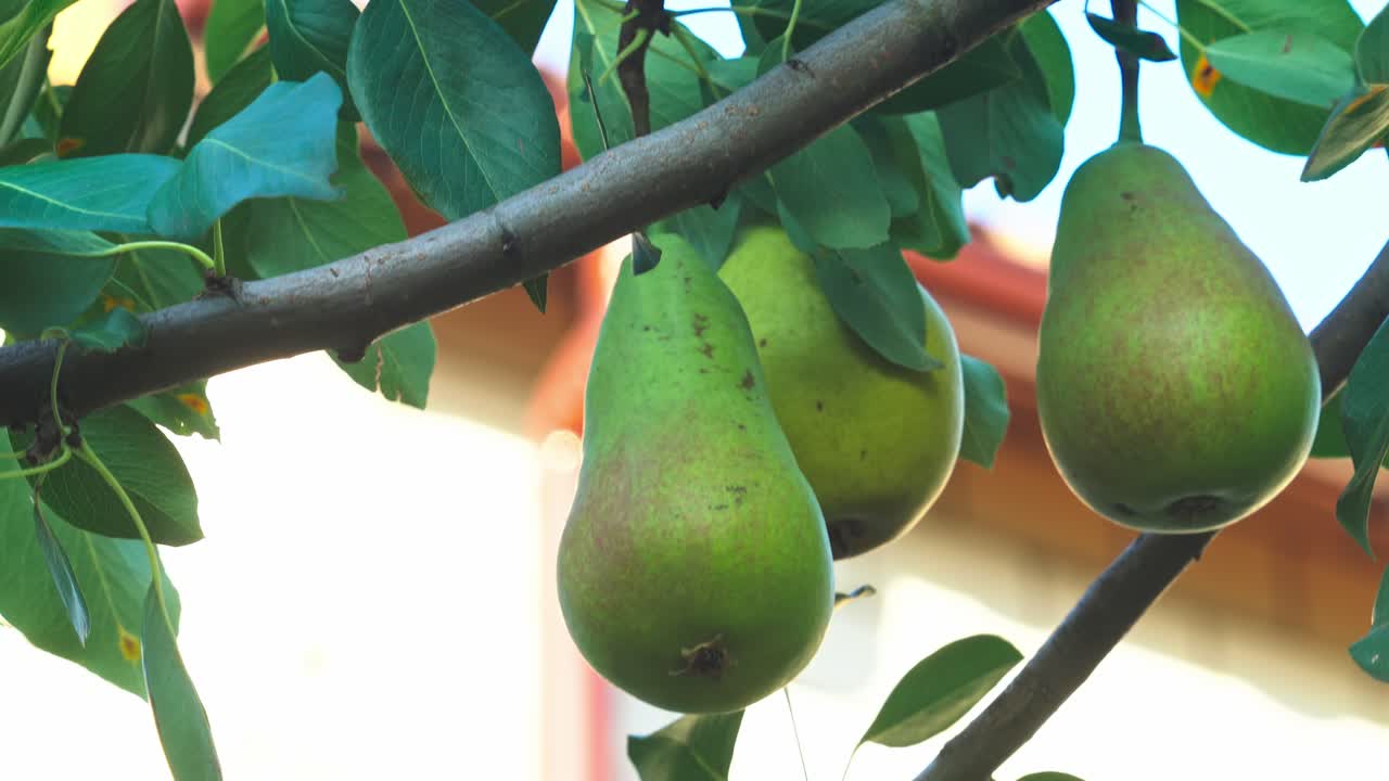Pears hanging from a tree branch in a garden during daytime