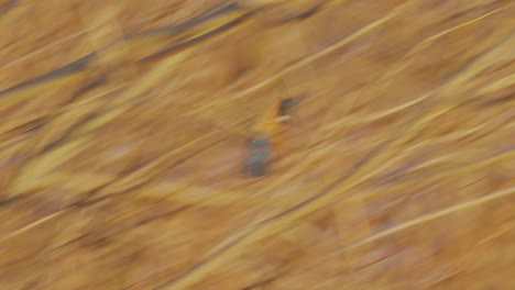 solitary eurasian kingfisher perched on branch and suddenly flies away