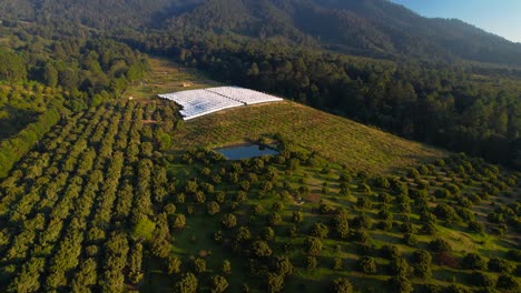 Left-aerial-parallax-of-green-hass-avocado-trees-with-in-mountains-in-Michoacán-Mexico