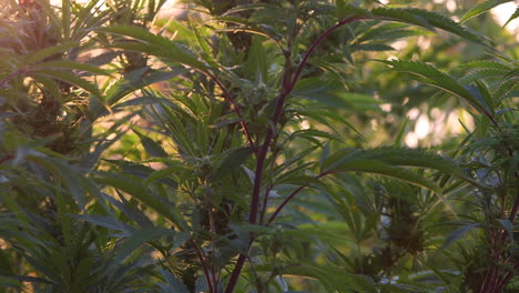 大麻在戶外農場的種植