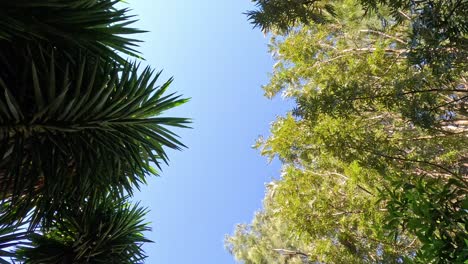 mirando hacia arriba a los árboles y el cielo despejado