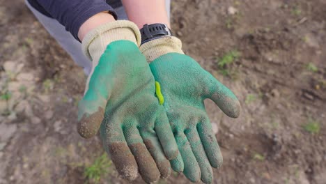 slow motion dolly in of a small green caterpillar moving on a gardener's gloves , nature connection