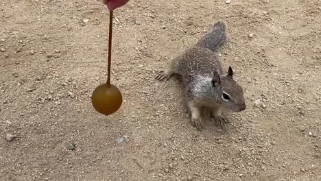Squirrel-interacting-with-person-holding-a-seaweed-bulb