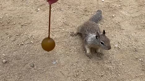 squirrel interacting with person holding a seaweed bulb