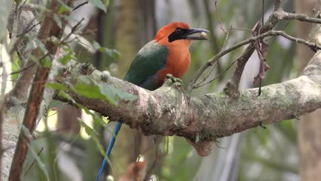 perching broad-billed motmot bird feed on a tree branch