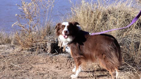 Minutare-Australian-Shepherd-on-Walk