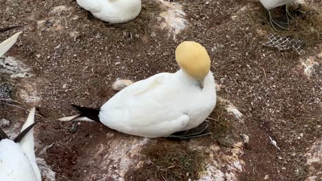 Primer-Plano-De-Alcatraces-Silvestres-Del-Norte-Limpiándose-En-La-Naturaleza---Heligoland,-Alemania