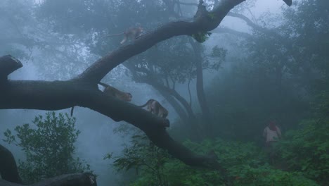 Human-animal-co-existence---Woman-walking-in-the-jungle-with-monkey-around