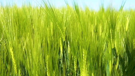 close up shot of young green wheat field on spring summer field on a bright sunny day