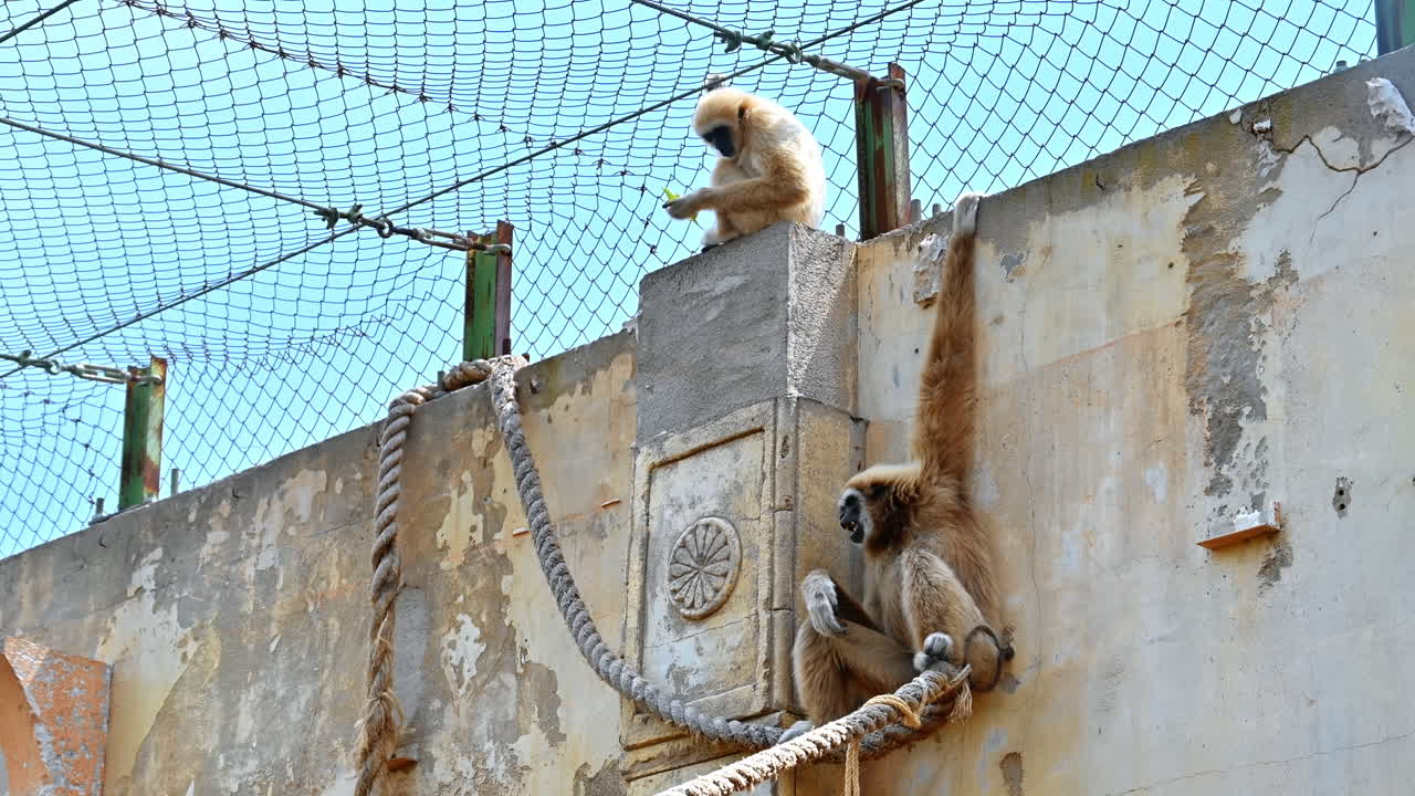 Two gibbons eating in a cage in Terra Natura Zoo in Benidorm, Spain