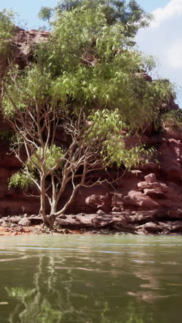 a lone tree grows on the edge of a calm lake in a desert canyon