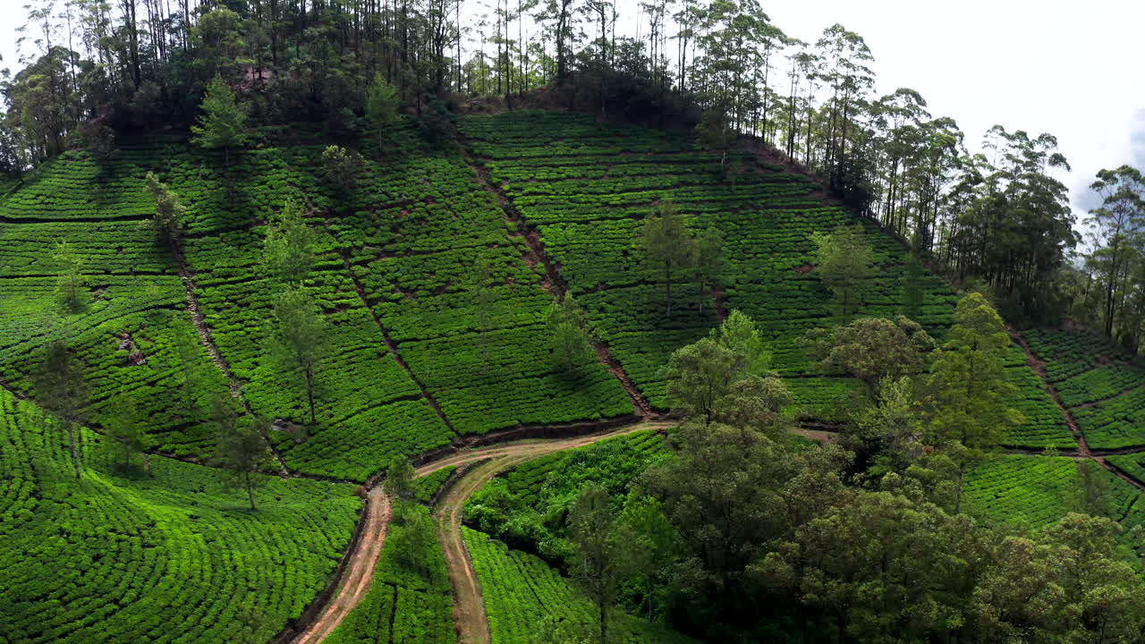 Overhead drone view of a lush tea plantation in Ella, Sri Lanka