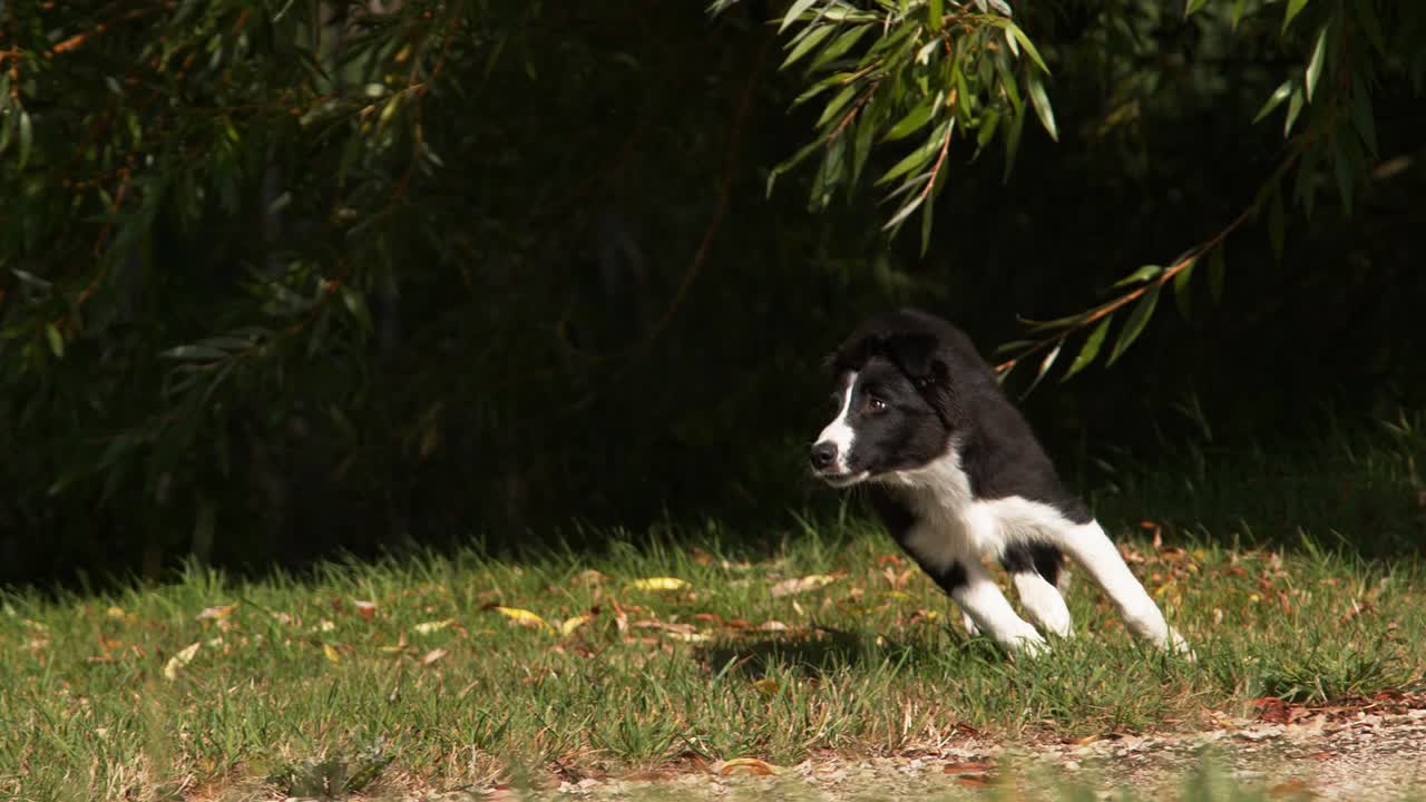 국경 콜리 개, 젊은 수, 풀 위에서 달리는, 노르망디, 느린 동작 4k