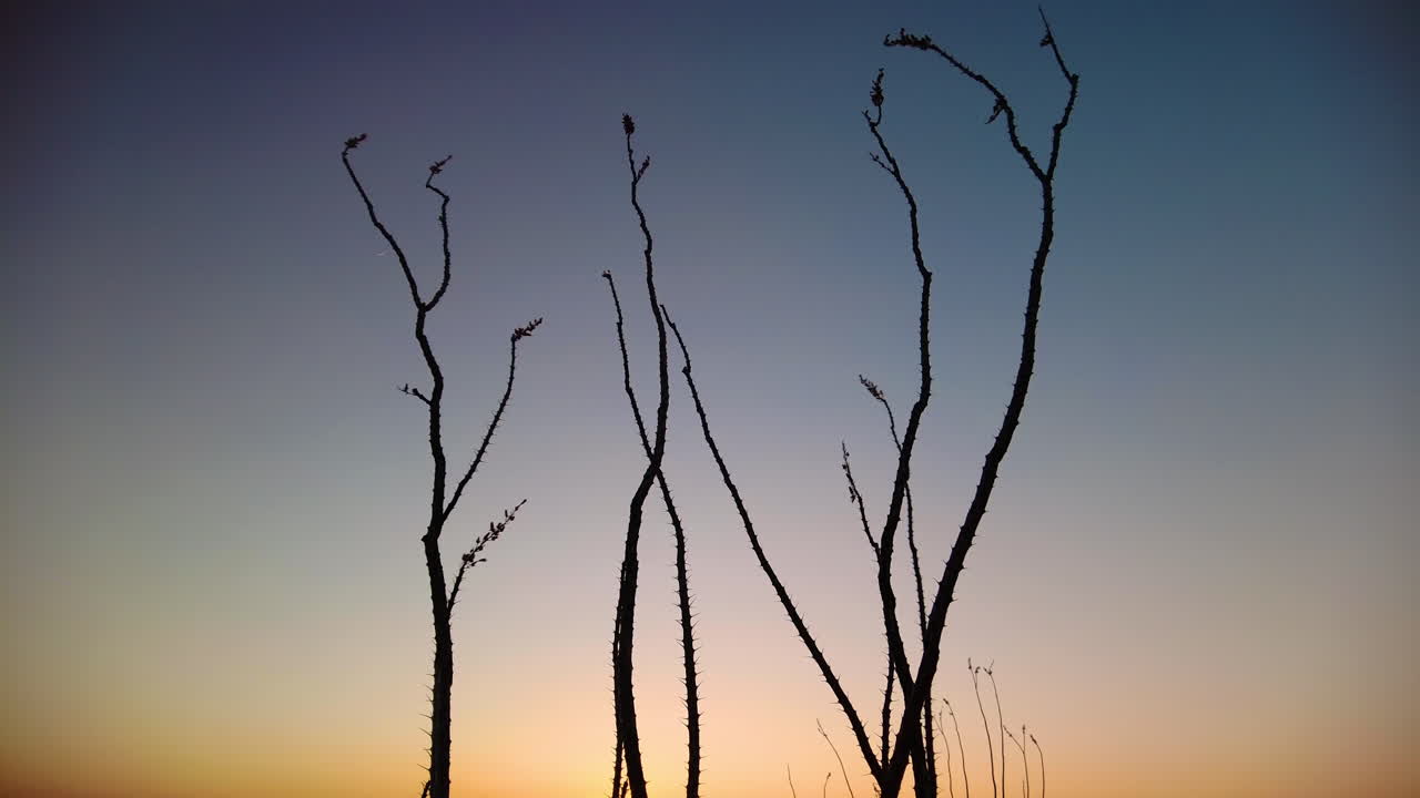 Ocotillo-silhouet tegen een zonsondergang in Arizona - breedbeeldopname