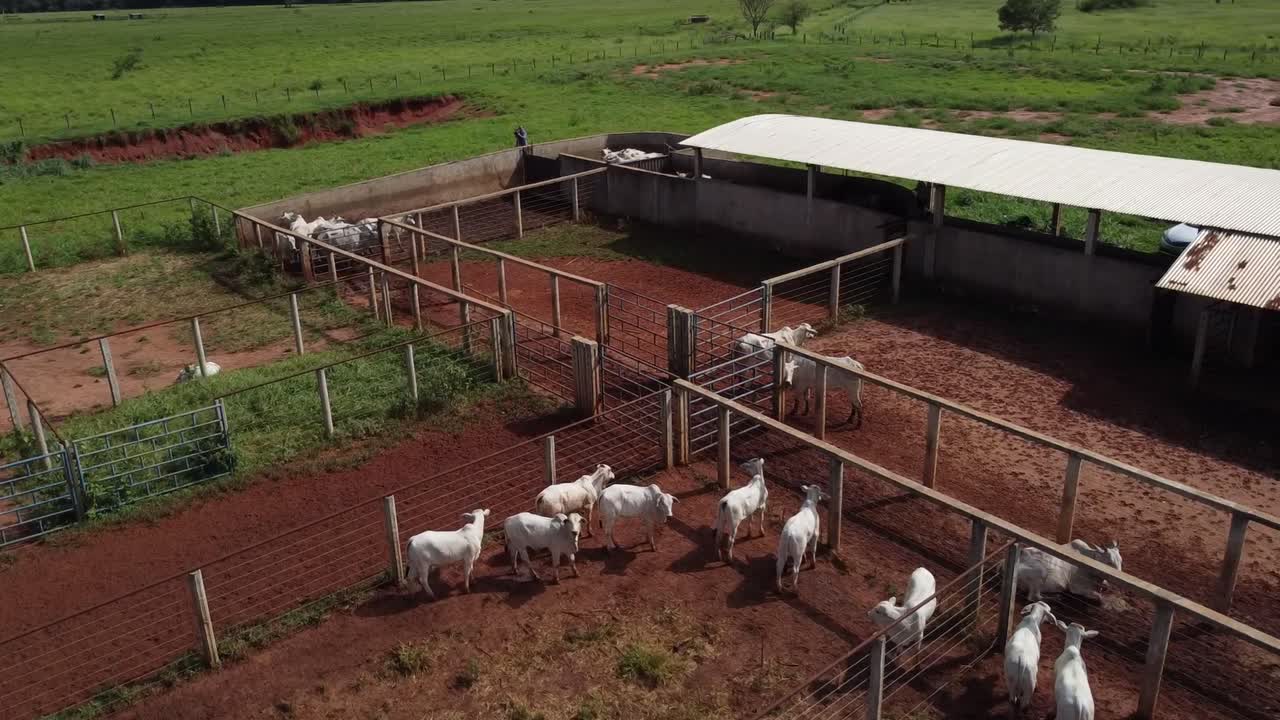 Vue aérienne d'une ferme d'élevage où le bétail se tient dans les enclos