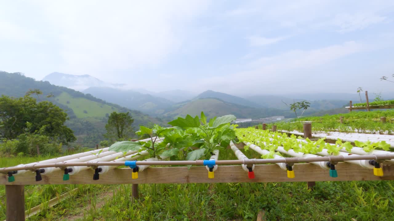 유기농 야채를 재배하는 홈메이드 시스템