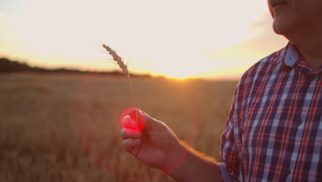 un agricultor anciano con bigote sostiene un cepillo de trigo y parece estudiarlo y analizarlo. centeno en las manos de un agricultor al atardecer