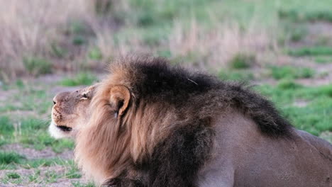 adult lion sitting on grassfield and scratching - close up