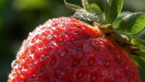 close-up of a fresh, juicy strawberry glistening with morning dew, showcasing its vivid red color and distinctive seed patterns amidst lush green foliage