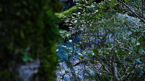 reveal of blue water stream behind moss covered tree