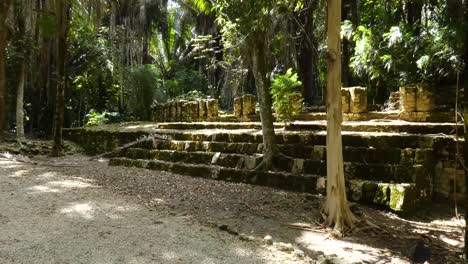 trees growing on the twinned columns building at kohunlich mayan site - quintana roo, mexico