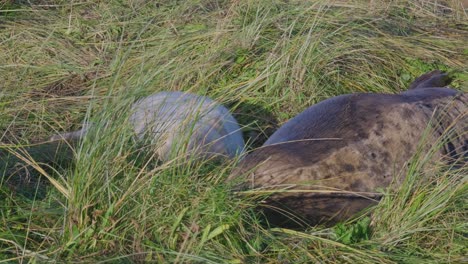 atlantic grey seal breeding season: adorable newborns with white fur, mothers nurturing, soaking in the warm november sun