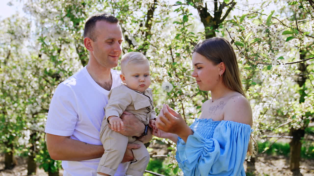 Caucasian parents with their baby boy stand in the garden. Mother is showing a dandelion to her son. Parents blow on the flower.