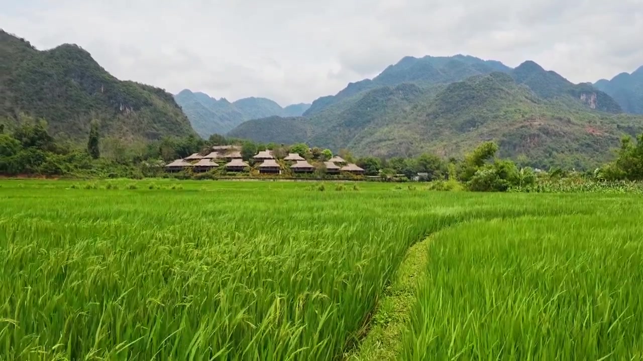 Máy ảnh lia lên từ cánh đồng lúa xanh tươi để lộ những bungalow ecolodge mái tranh nép mình bên nền núi đá vôi hùng vĩ, thung lũng Mai Châu, miền Bắc Việt Nam, ánh sáng ban ngày u ám.