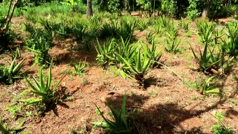 Panning-upwards-shot-revealing-a-small-aloe-vera-plantation-in-Zanzibar