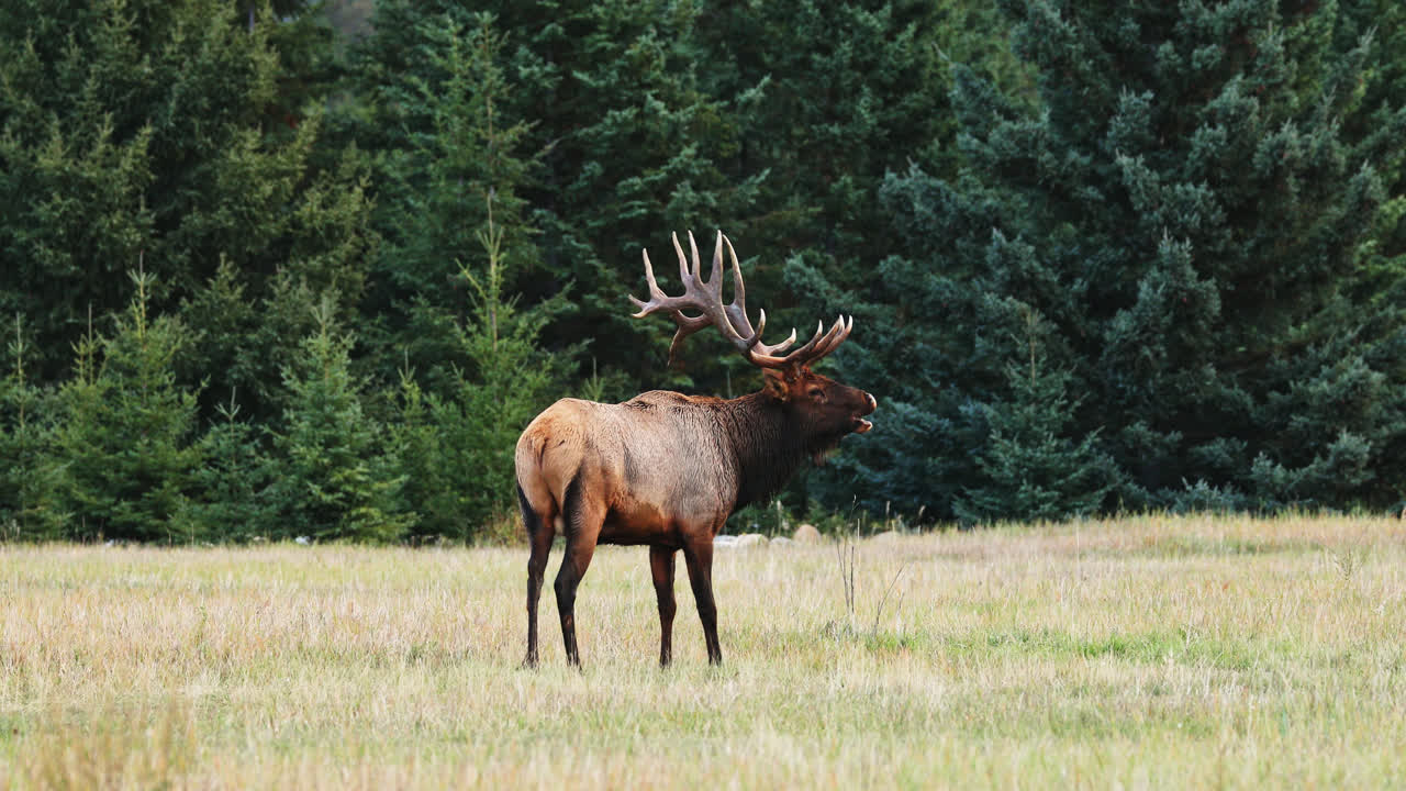 lone bull roosevelt elk en el campo en el borde del bosque pide hembra durante la rutina