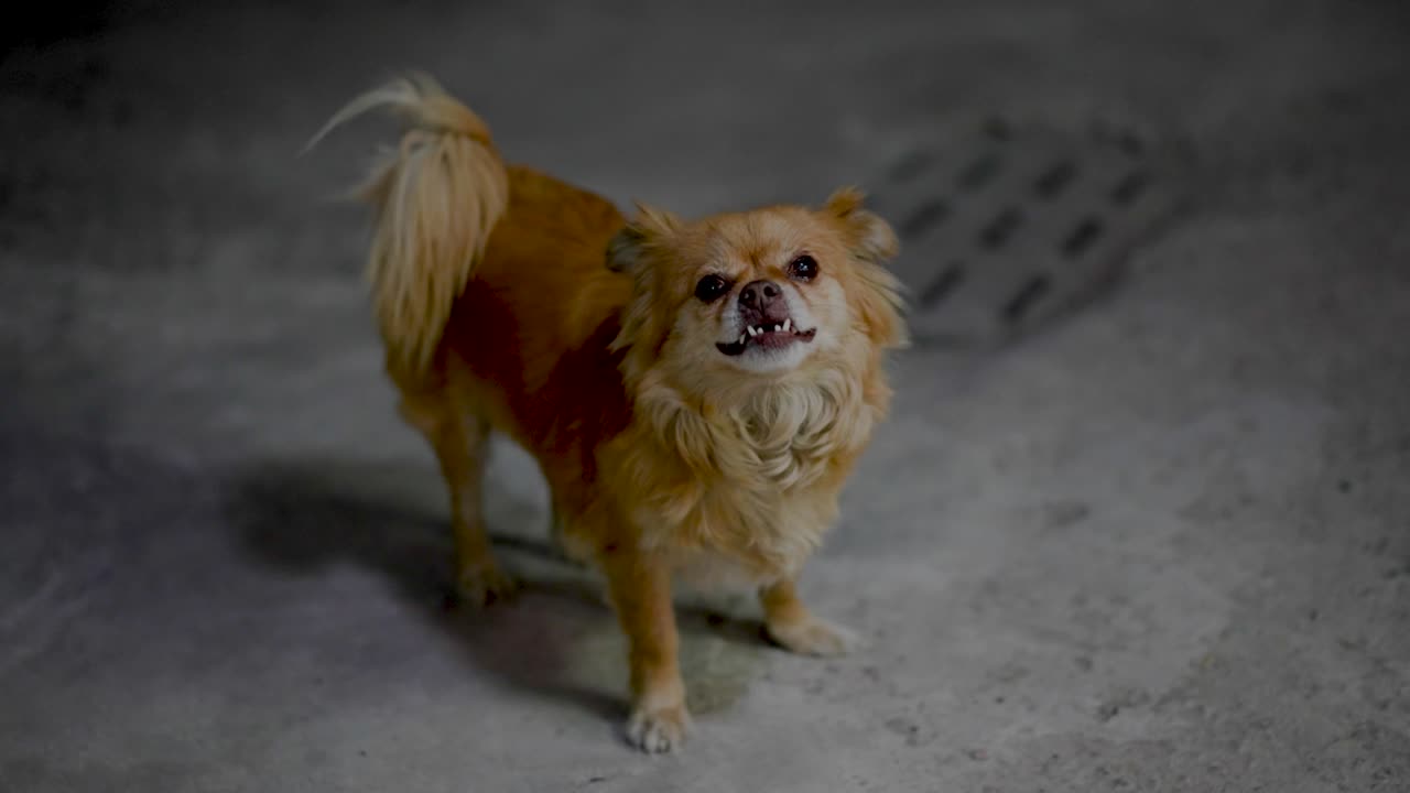 Stray dog on the street at night
