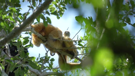 mother with baby caraya monkey