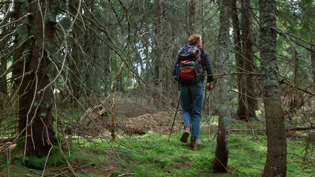 숲 에 있는 나무 들 사이 를 고 있는 남자 산책자