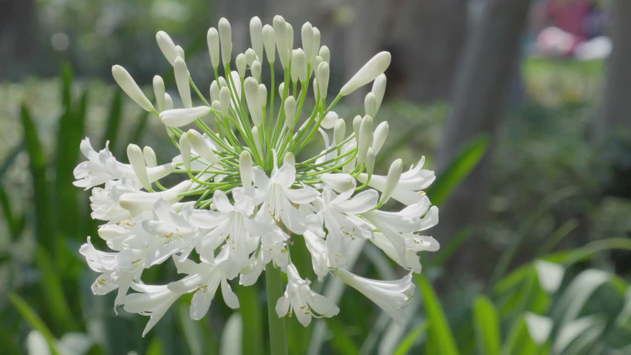 A white agapanthus flower moves in slow motion through the air and adorns a garden.