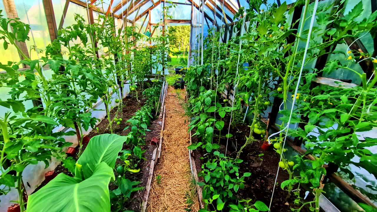 Entering the tomato garden in the greenhouse in Dobele, Latvia