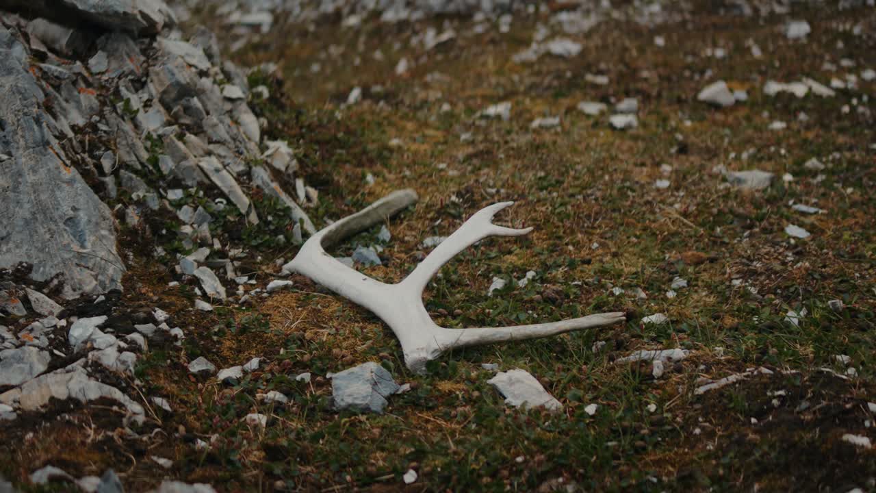 Reinsdyrgevir som ligger på arktisk tundrajord i Svalbards villmark