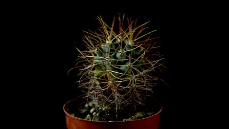 green cactus with sharp needles rotates on dark background.