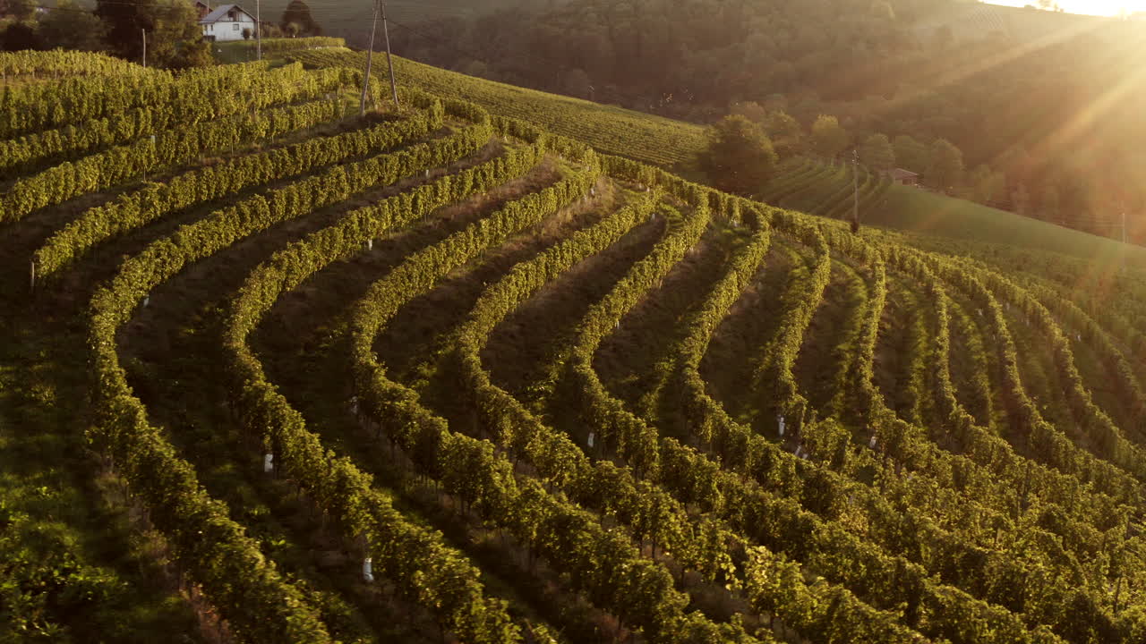 el viñedo al atardecer