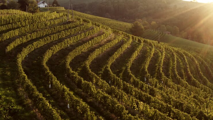 夕暮れのブドウ畑