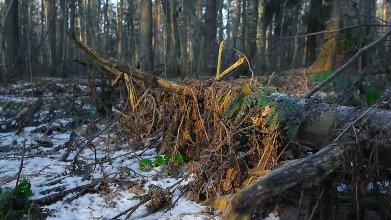 Fallen tree with forest brown and green foliage, moss, twigs and branches on it during a winter day with white snow and moss on the forest floor and large tall old brown trees in the background.