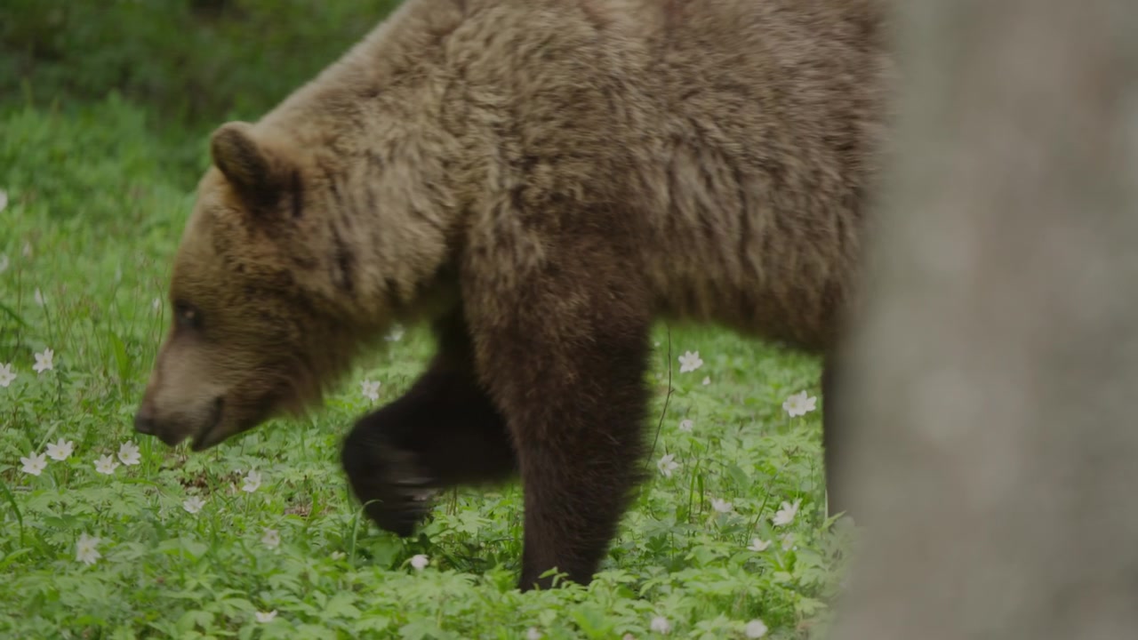 Orso bruno eurasiatico in Estonia cammina lentamente attraverso il sottobosco, entrando da destra dietro un albero e attraversando l'inquadratura fino ad uscire a sinistra, comportamento naturale della fauna selvatica