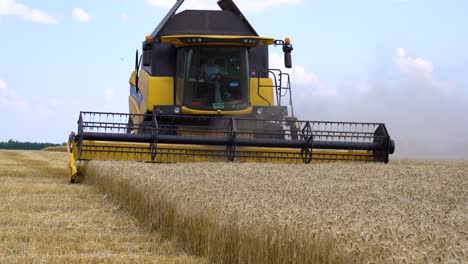 a combine harvester harvests wheat crops fields during the summer in ukraine