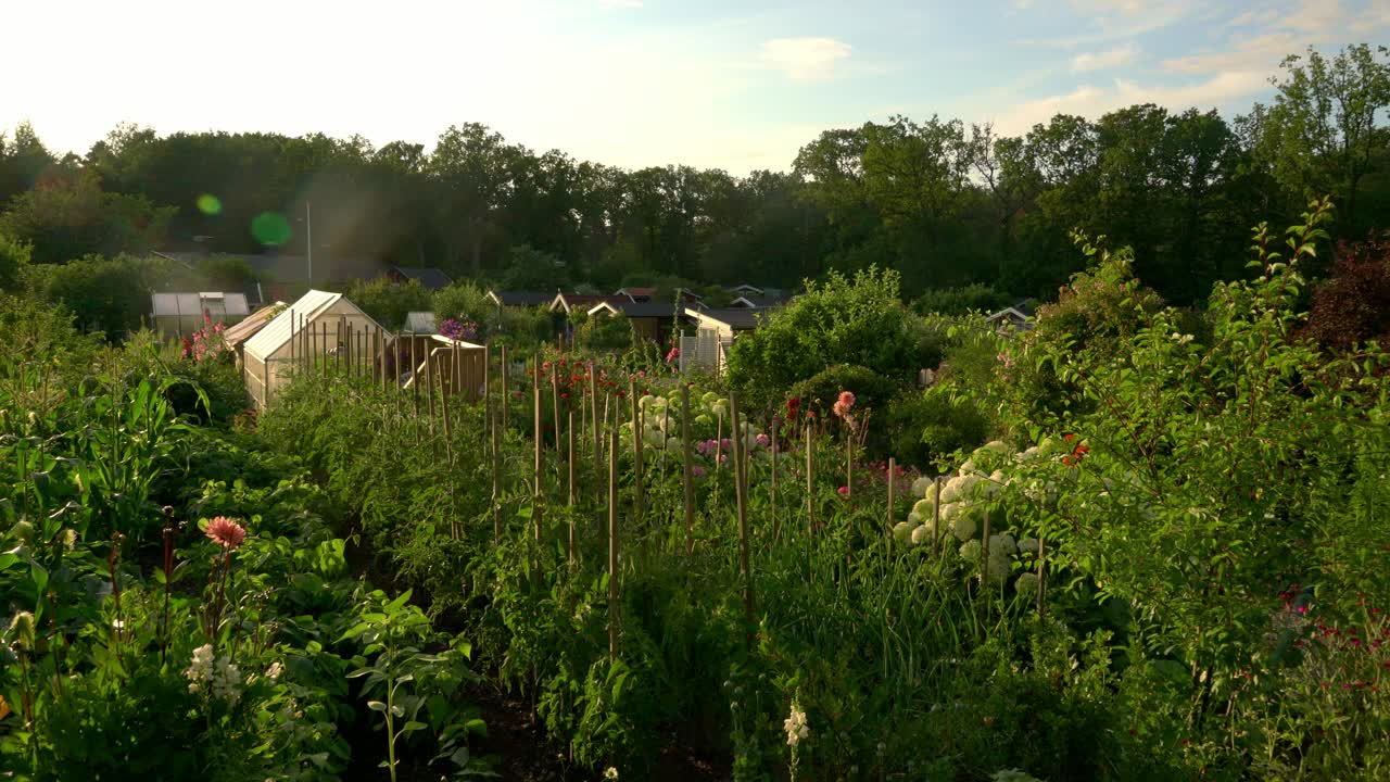 Flowers in full bloom in a beautiful garden at sunset in the summertime in Sweden.