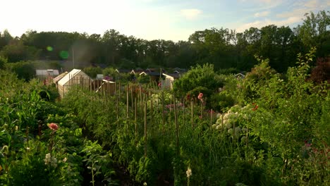 flowers in full bloom in a beautiful garden at sunset in the summertime in sweden.