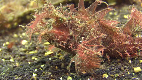 ambon scorpionfish walking over sandy bottom using fan-like pectoral fins